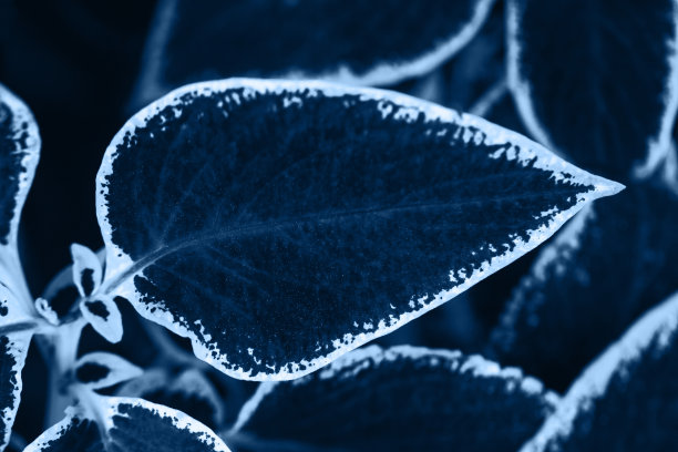 美丽的叶子特写。时尚的蓝色背景图片下载