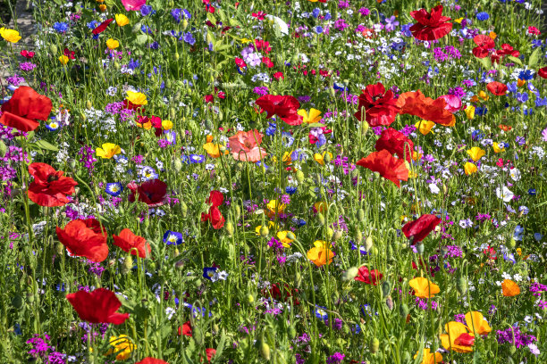 自然背景图片下载