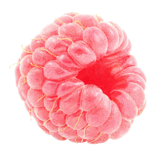 覆盆子，一个浆果孤立的宏在白色背景与剪切路径。全景深。图片下载