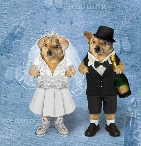两只狗结婚了图片下载