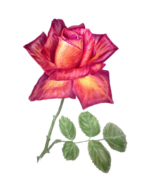 姹紫嫣红，粉红，橙红，绿叶。夏天的光。甜蜜的象征浪漫，爱和关注。适合设计贺卡、请柬等精美物件。图片下载