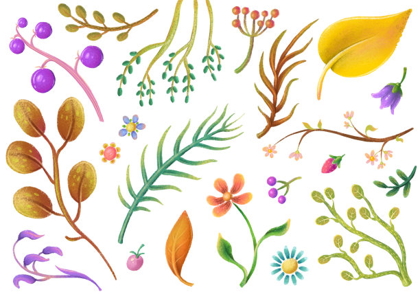 一套柔和的植物元素，花，叶，花clipart图片下载