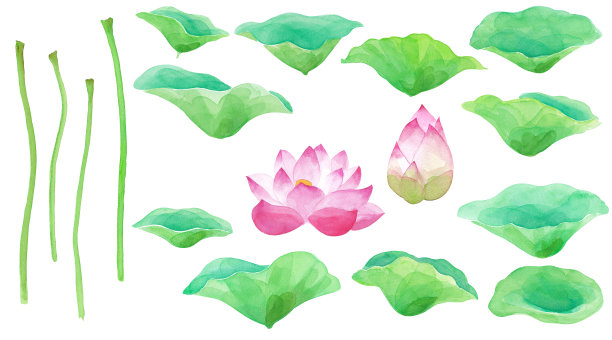 荷花和荷叶的部分变化，水彩插图素材图片