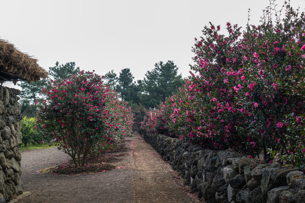 茶花路，位于韩国济州岛图片下载