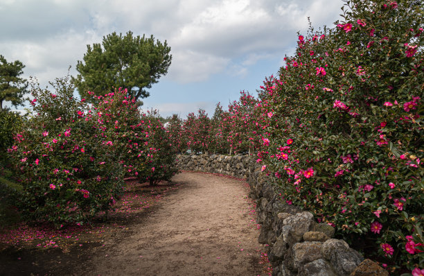 茶花路，位于韩国济州岛图片下载