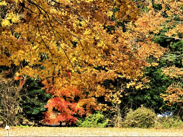 12月。日本公园在金秋的最后一周。图片下载