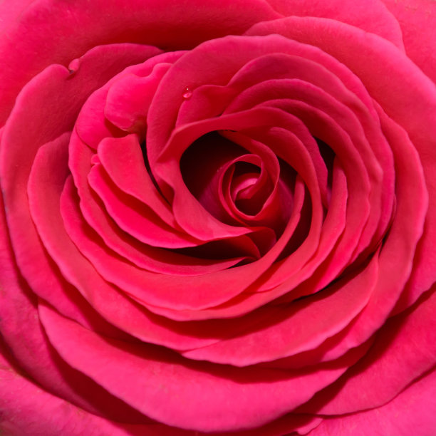 红玫瑰美丽接近。图片下载