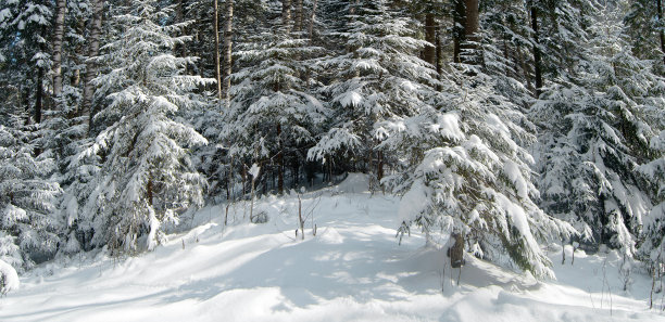 仙子雪景的森林。图片下载