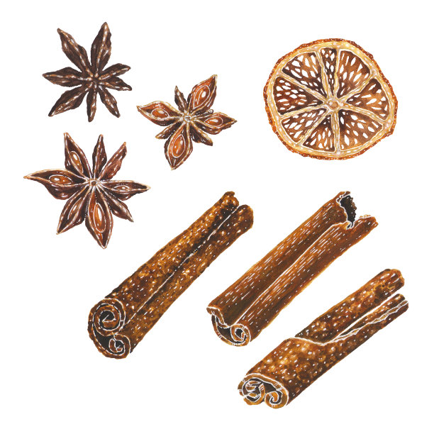 八角星，干橙片和肉桂水彩插图。手绘的大料，柑橘，香气棒艺术隔离在白色背景。圣诞装饰矢量元素设置厨房或菜单图片下载