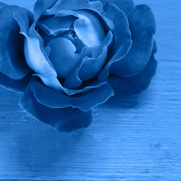 木制背景上的蓝色玫瑰。经典的蓝色2020。图片下载