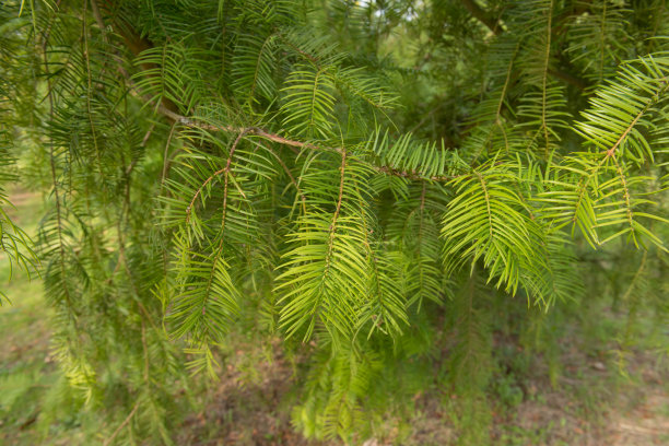 秋天常绿的加利福尼亚香榧或加利福尼亚肉豆蔻树(加利福尼亚香榧)在公园景观图片下载