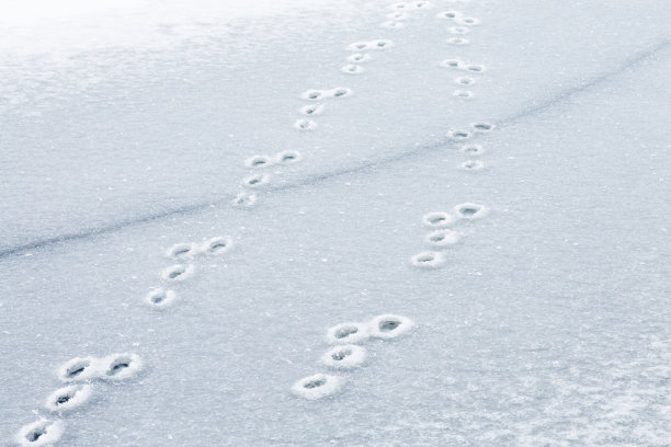 冰上有野兔的痕迹图片下载