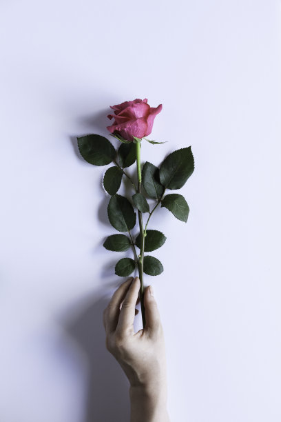 抽象的花朵特写镜头图片下载