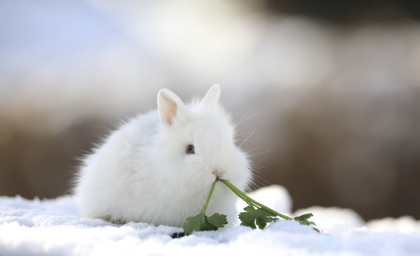 可爱的兔子图片素材ID：348686442