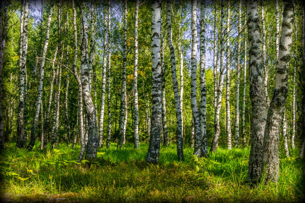 风景展示了阳光下的桦树树干和长满绿草的空地。图片下载