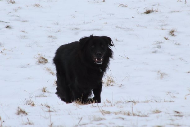 在雪地上奔跑的杂种狗图片下载