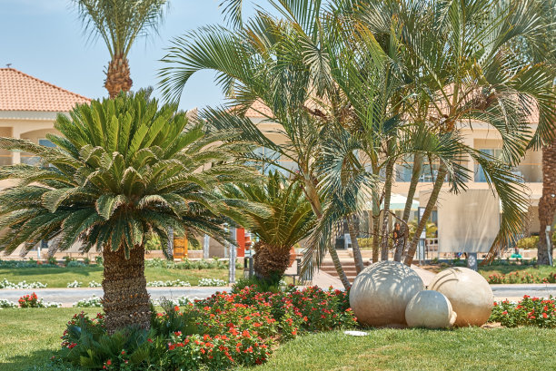 酒店度假村内的绿色花园和棕榈树图片下载