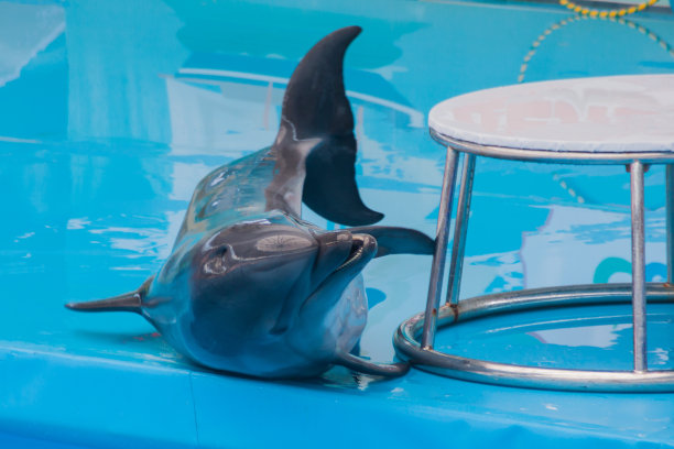 可爱的悲伤训练的海豚在海豚馆，水族馆表演。恶劣条件下的野生动物。动物虐待，虐待，野生动物保护，绿色和平，动物福利图片下载