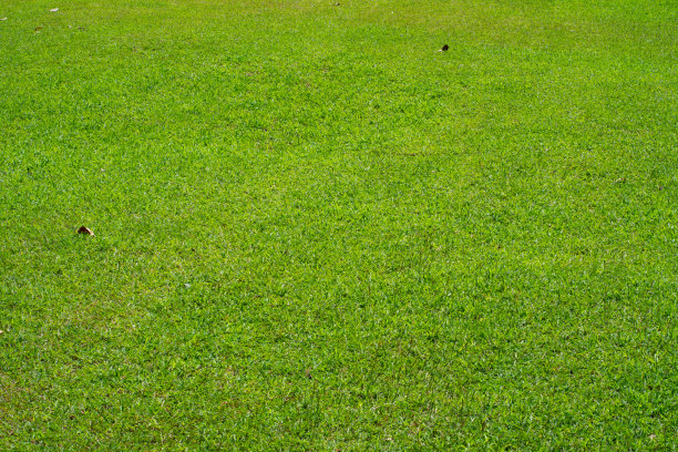 美丽阳光下的绿色草坪图片下载