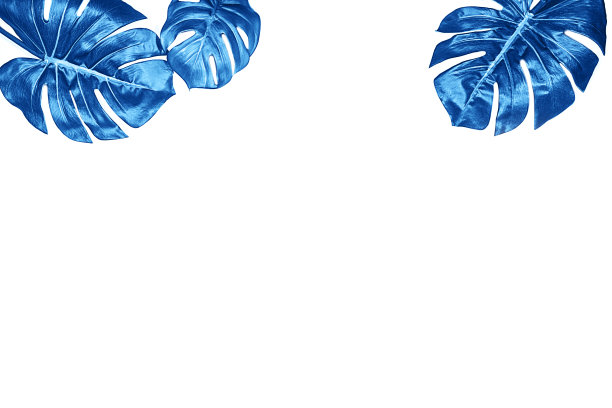 热带背景与蓝色叶子的怪物在白色背景，孤立。图片下载