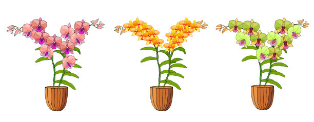 手绘一套兰花在花盆。图片下载