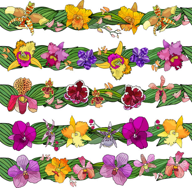 一套花刷子。手绘设计元素。兰花的花。图片下载