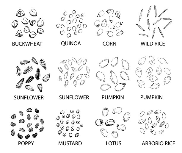 一套手绘轮廓豆。矢量插图。图片下载