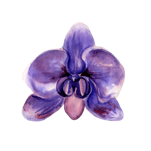 水彩手绘的紫兰花花。图片下载