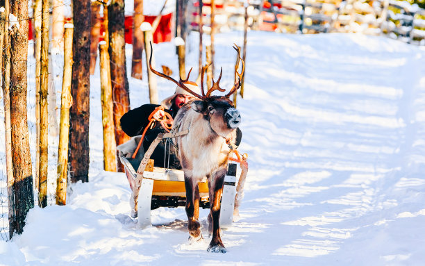 在芬兰的拉普兰，一名男子骑着驯鹿雪橇图片下载