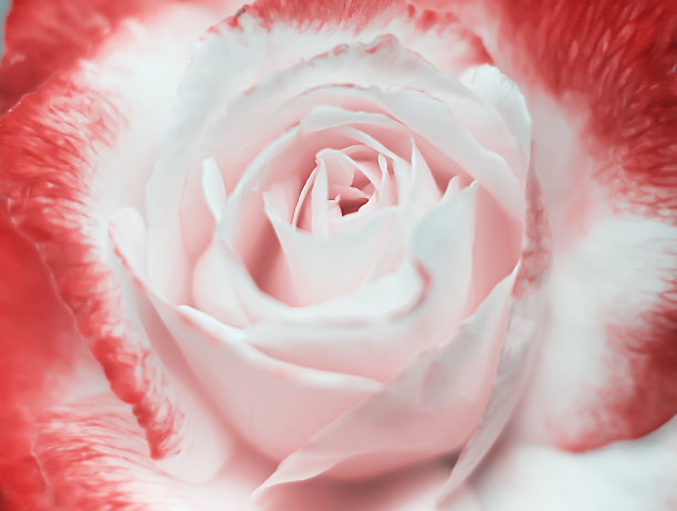 近玫瑰粉花瓣为自然甜蜜的花背景图片下载