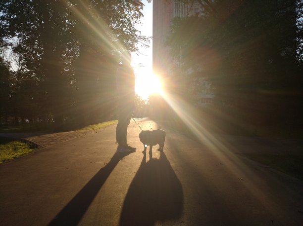 很好带着你的宠物在阳光明媚的夏夜散步图片下载