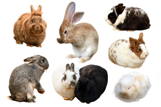 rabbit_cut出来图片下载