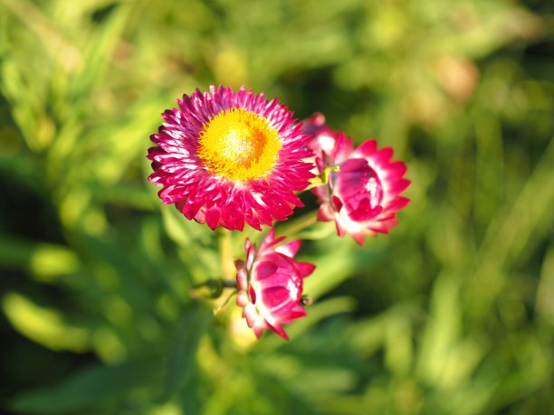 草的花图片下载