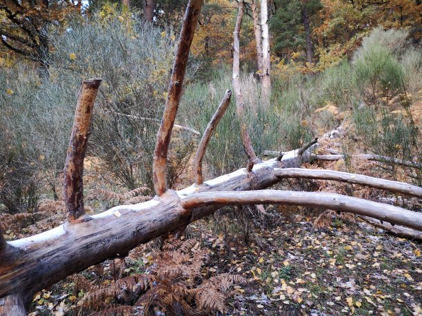 Canencia港，树与雪图片下载