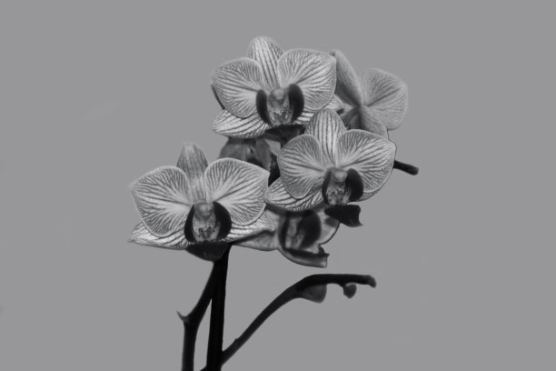 兰花花在黑色和白色图片下载