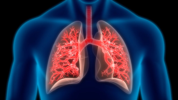 人体呼吸系统及肺解剖学图片下载
