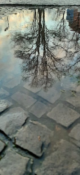 树反射图片下载