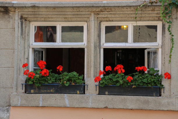 美丽的花朵。窗户上美丽的花朵图片下载