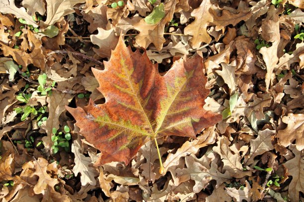 秋天树叶会变色图片下载