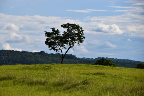 树在非洲大草原自然风景图片下载
