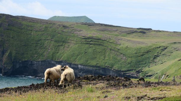 羊在岛图片下载