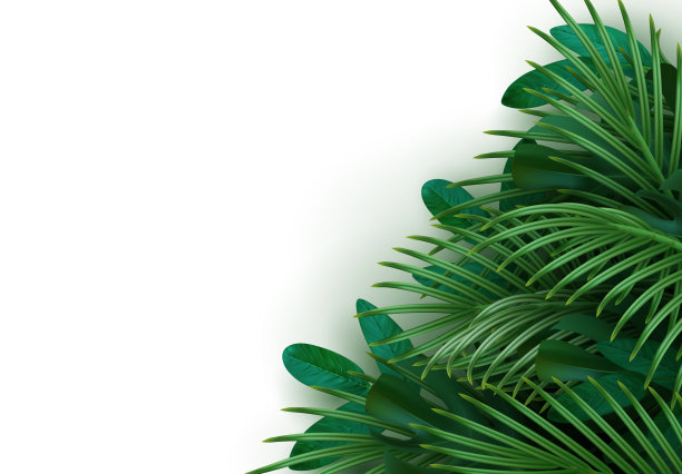 分支棕榈现实。棕榈树的叶子和树枝。热带叶背景。图片下载