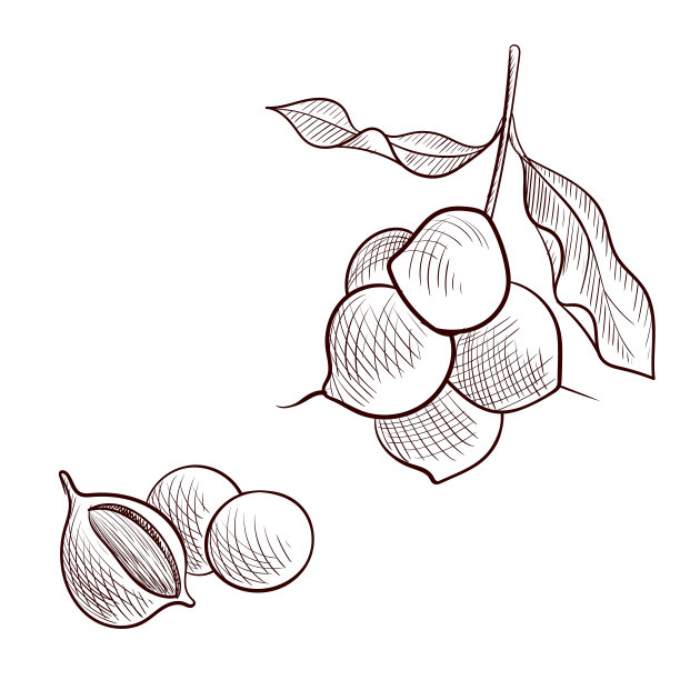 矢量画澳洲坚果图片下载