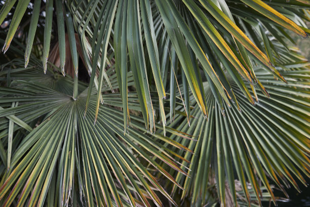 特拉奇卡普斯财富图片下载