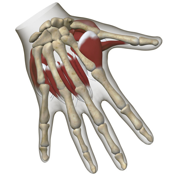 人体手部的解剖显示肌肉、关节和骨骼从顶部3d渲染白色背景视图图片下载