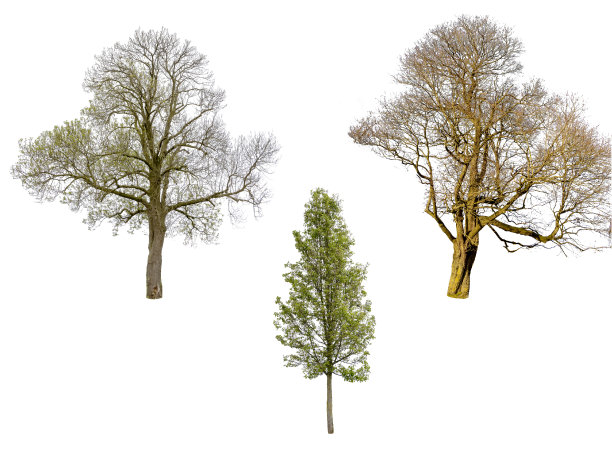 群树在秋春季节孤立在白色的背景上。图片下载