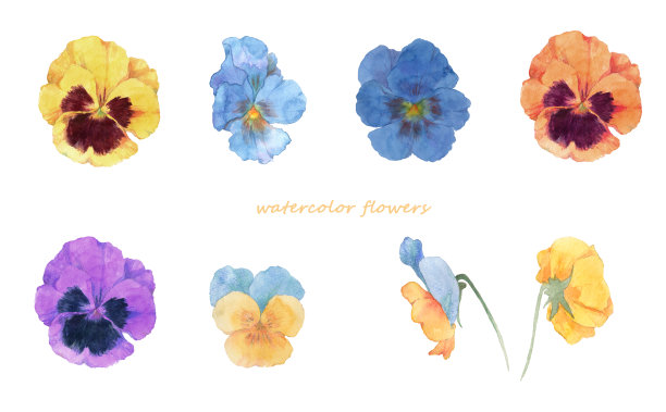 三色堇的水彩画图片下载