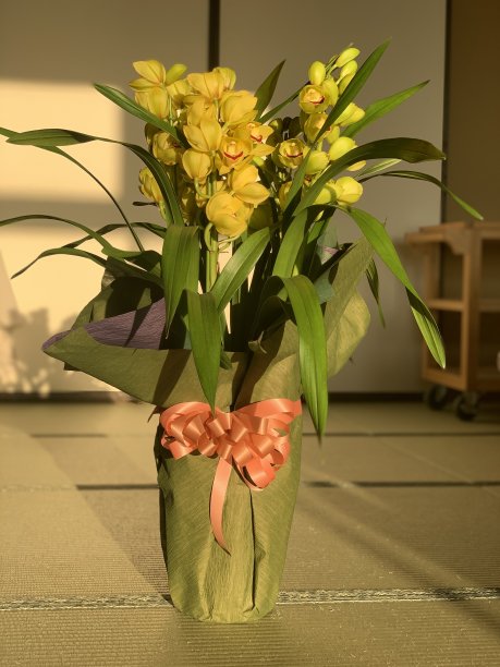 花兰库图片下载