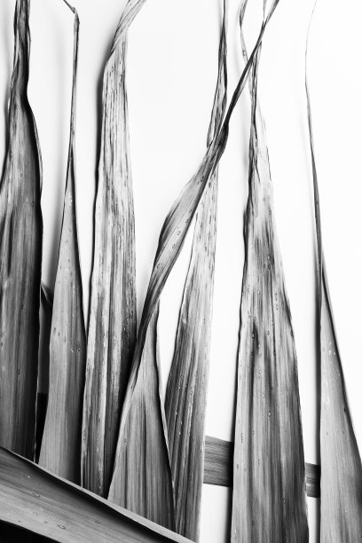 有机抽象的黑白竹叶图片下载