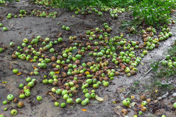 成熟的苹果掉到地上图片下载